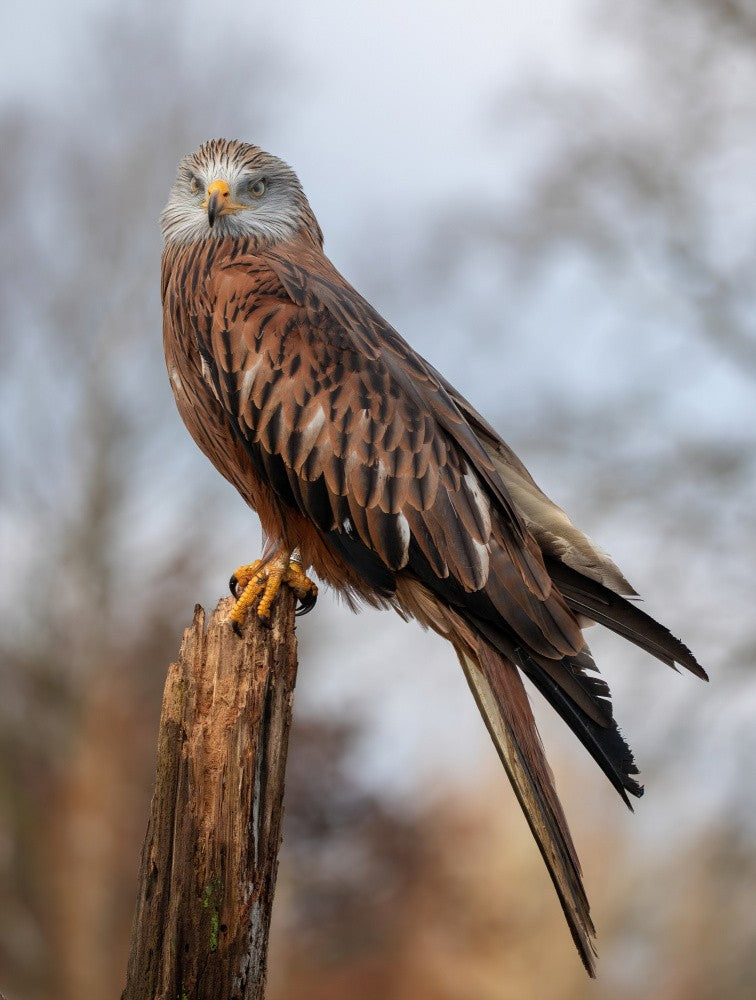 Red kite