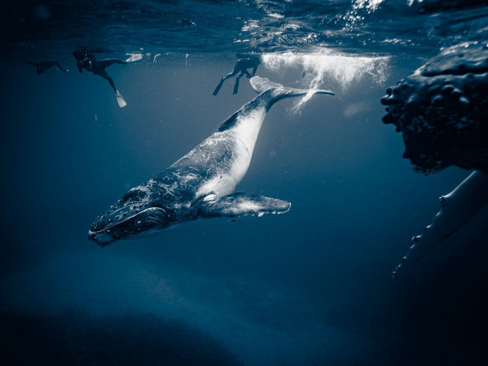 Baby whale