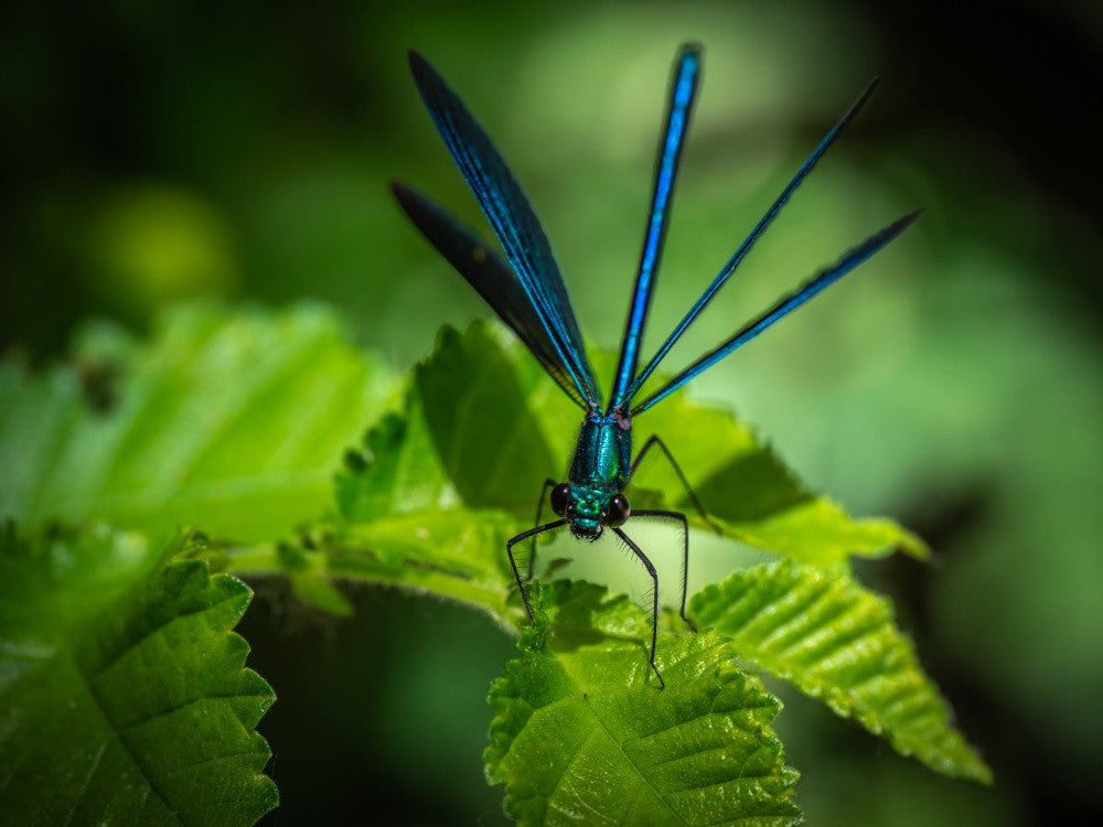 Damselfly
