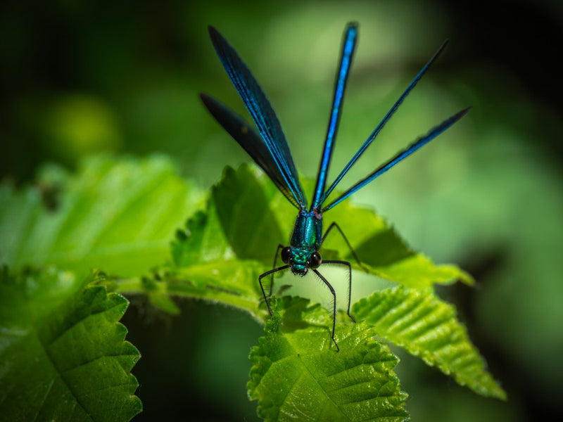 Demoiselle