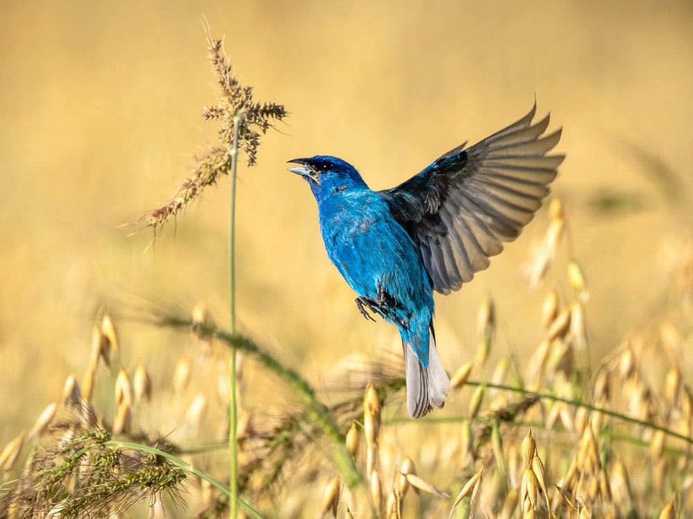 Blue Poise at Golden Grains