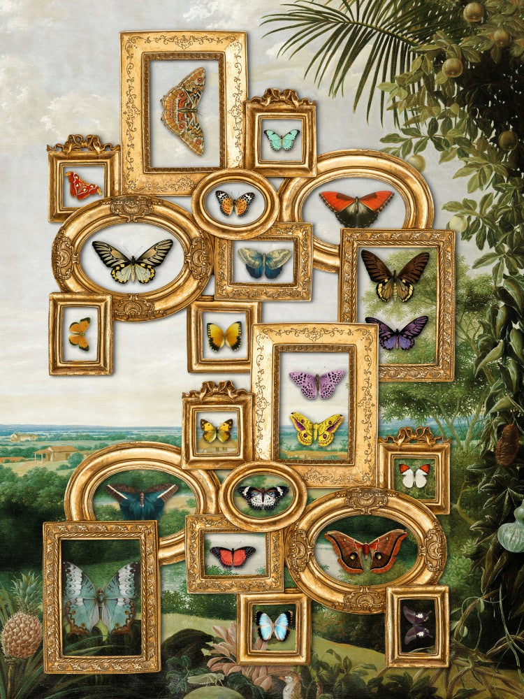 Collecting Butterflies