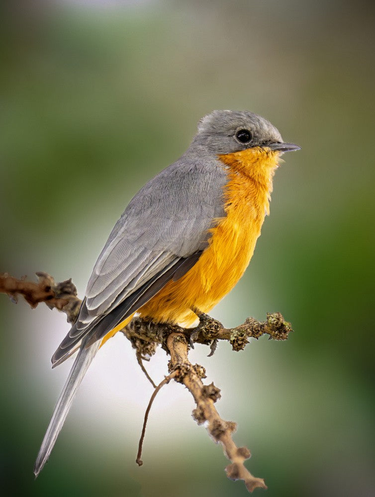 Little Bird