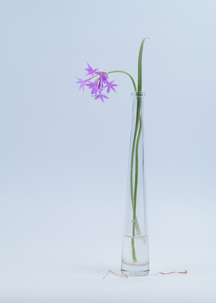 Wild Garlic