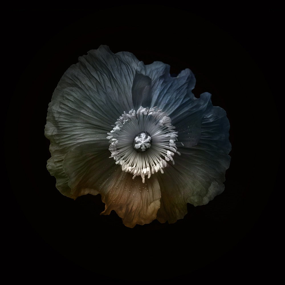 Poppy with added colours