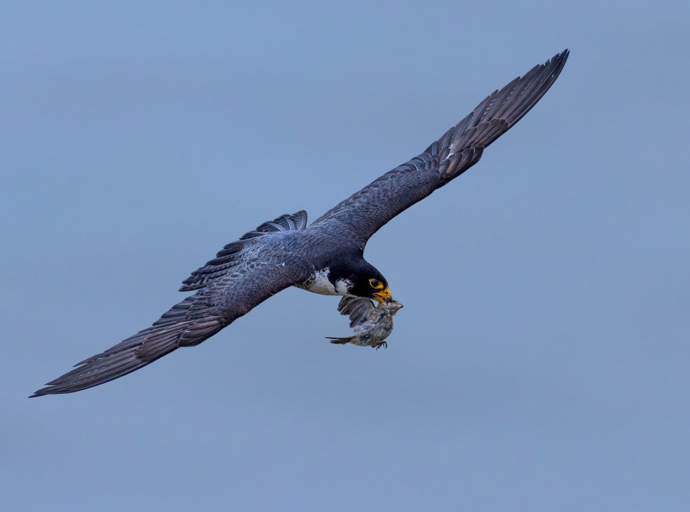 Returning from catching food