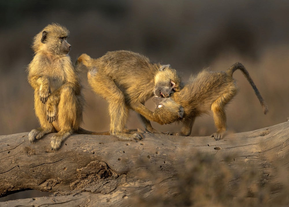 Monkey Kids Playfighting