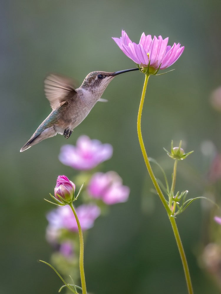 Kiss of Light Wings