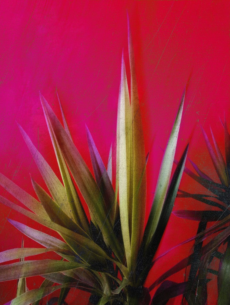 Magenta and Green