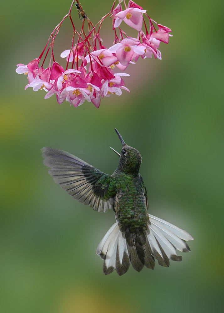 Dancing Toward Nectar