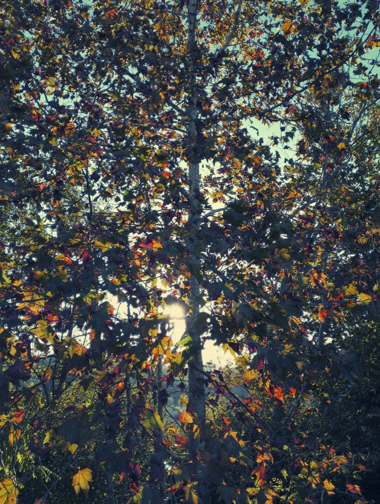 Autumn Language