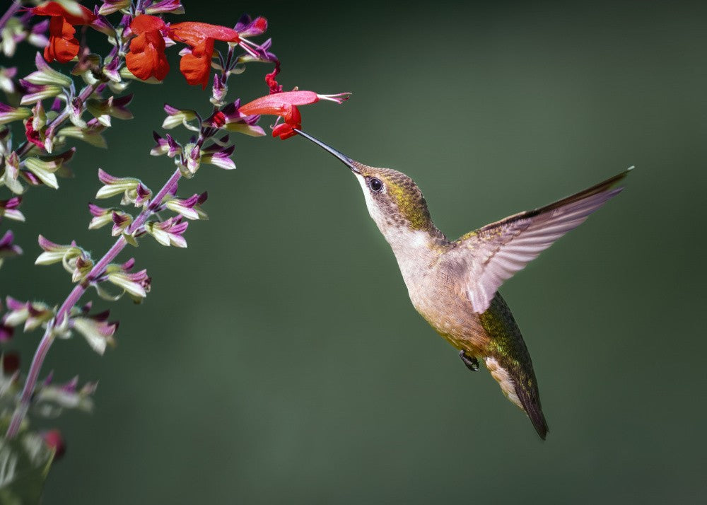 Hummingbird