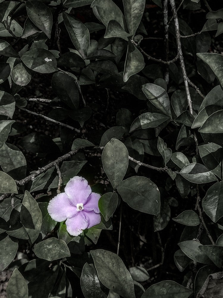 Noir Bloomscape