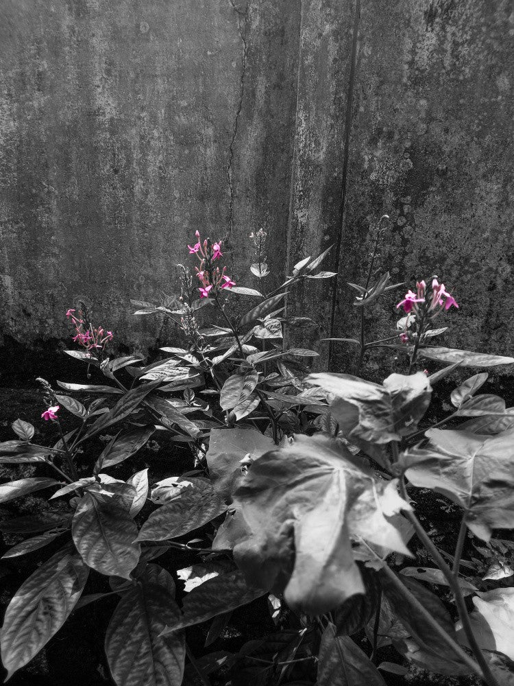 Midnight Petals