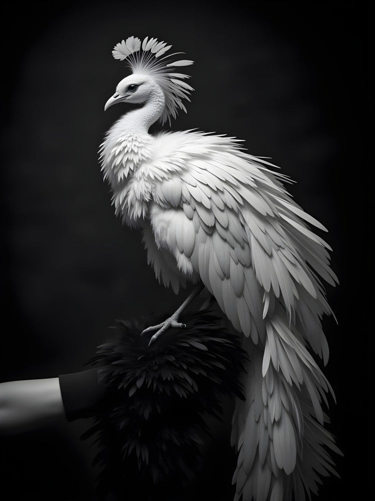 Conceptual Photography (Archives)