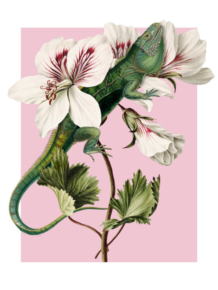 Iguana In Pelargonium