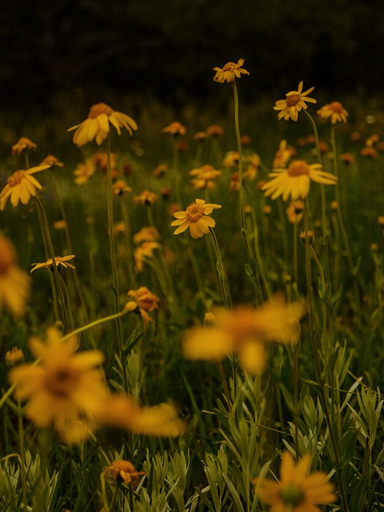 Front Range Flora