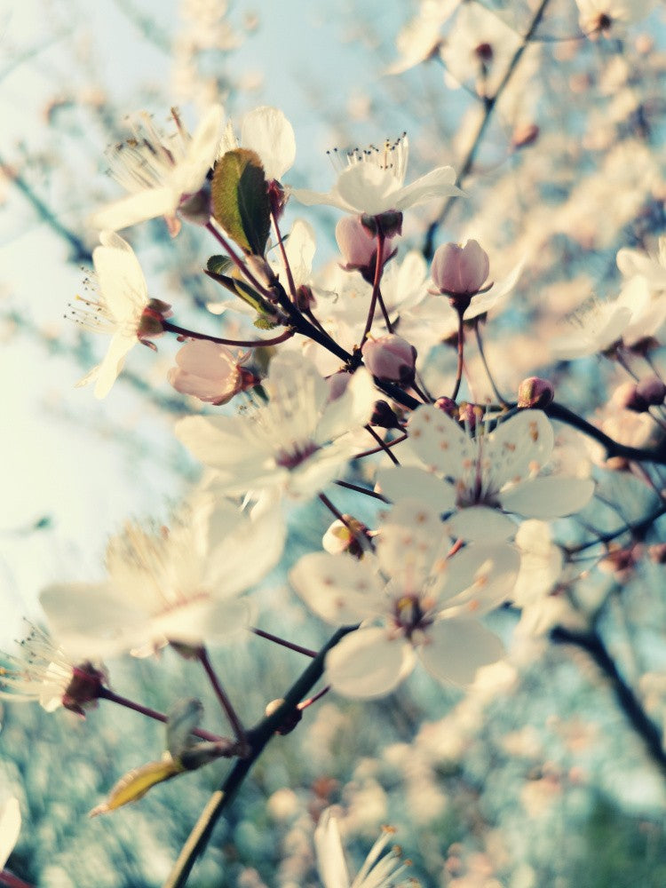 First Day of Spring