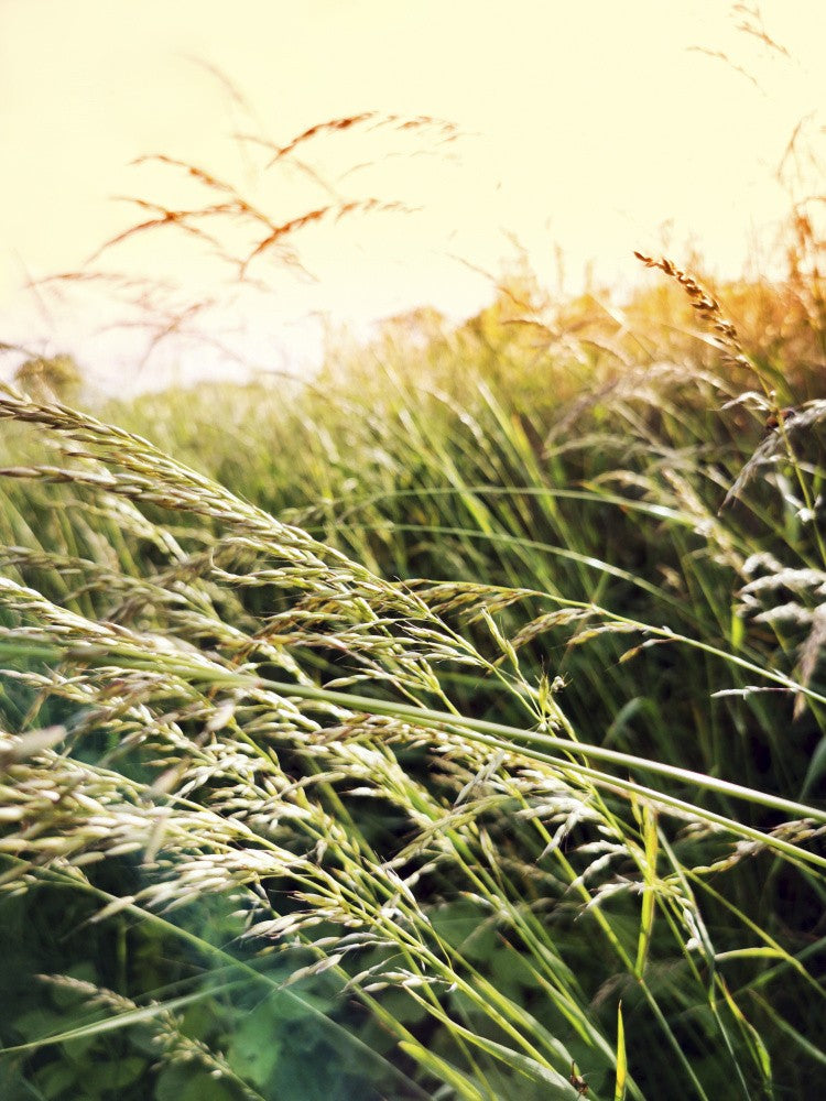 Honeyfields