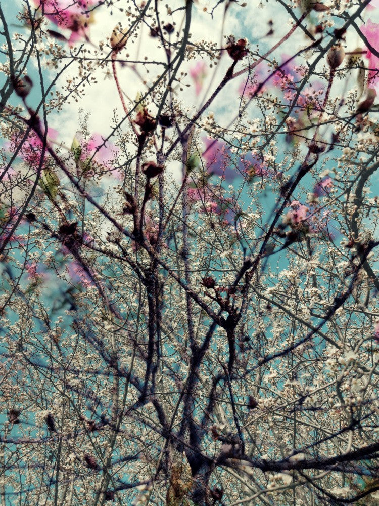 Rhapsody