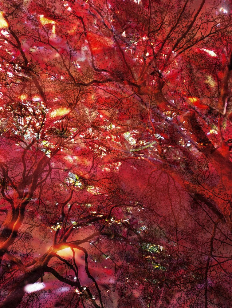 Nature In Red