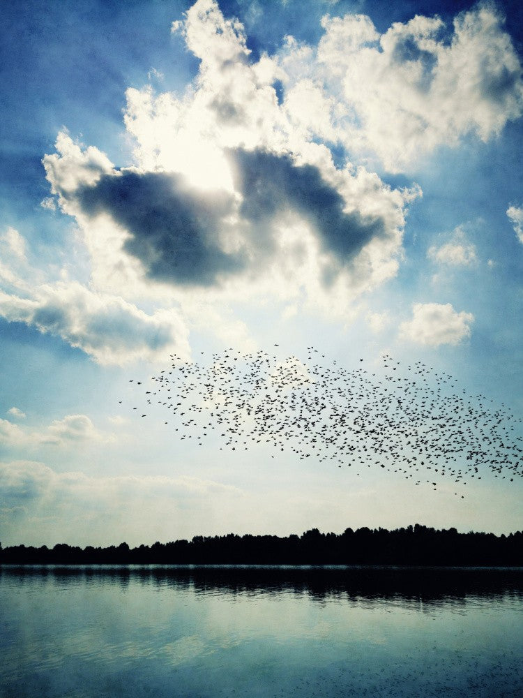 Migration