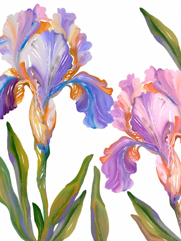 Watercolor Iris