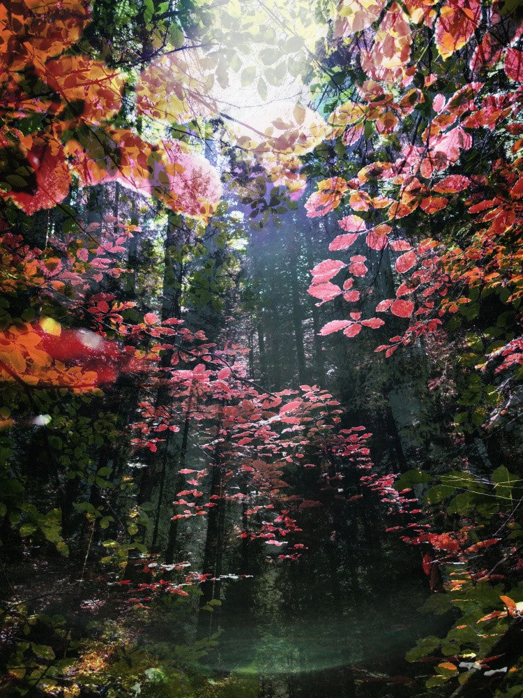 Enchanted