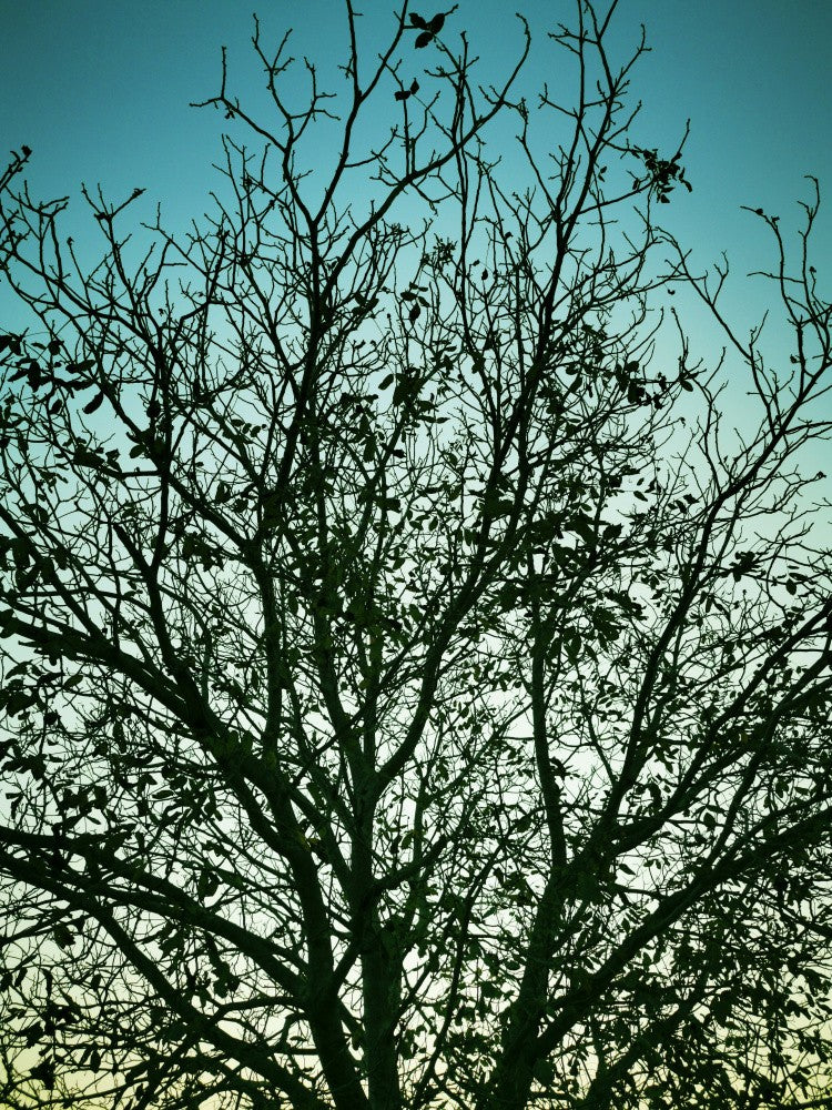 Black Branches