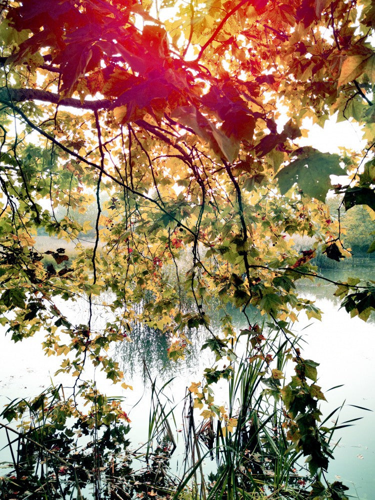 Glowing Season
