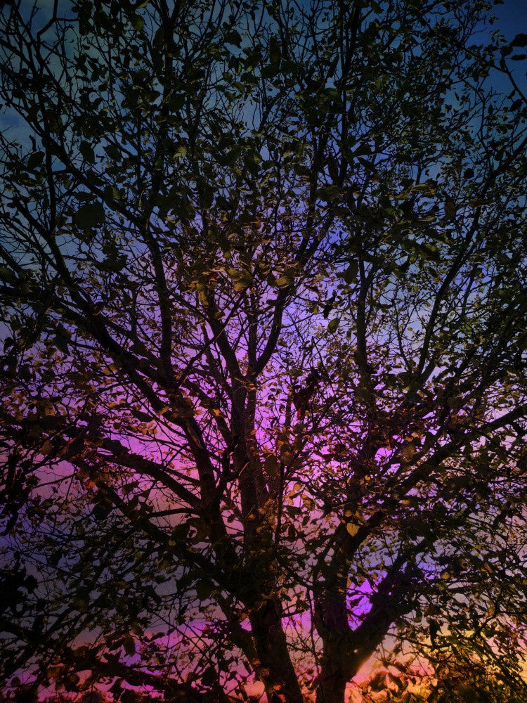 Evening Fades