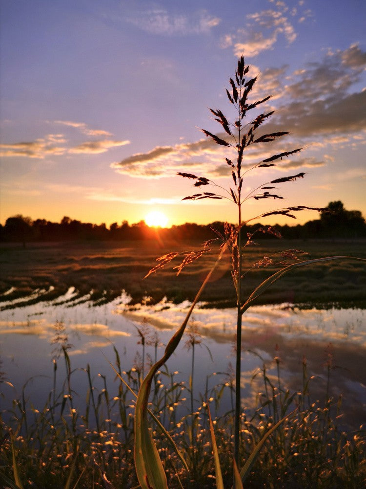 Purple Evening