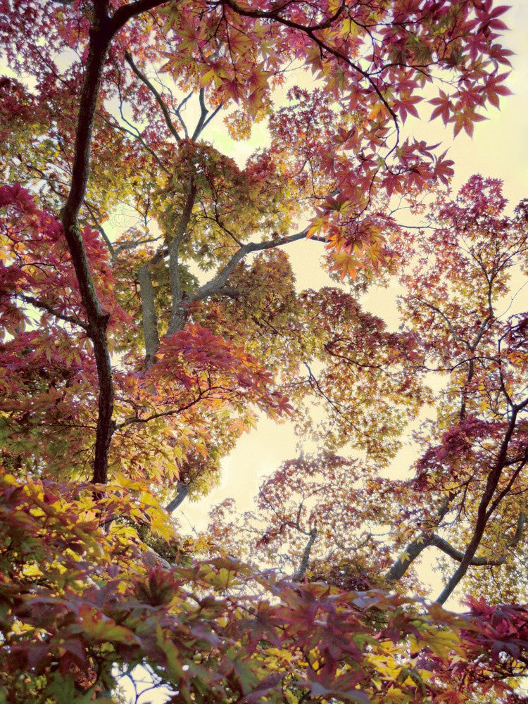 Japanese Garden