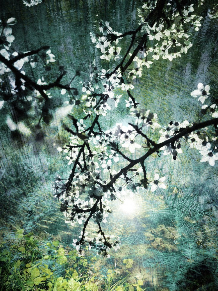 Blooms Over Water