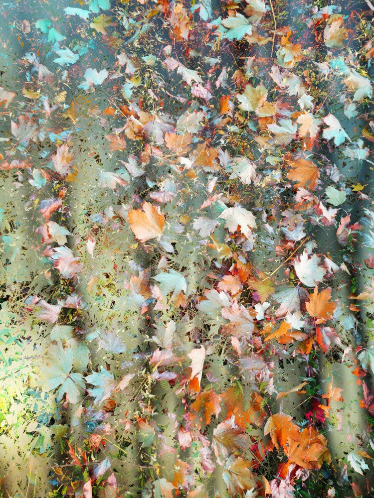 Magic Woods (2)