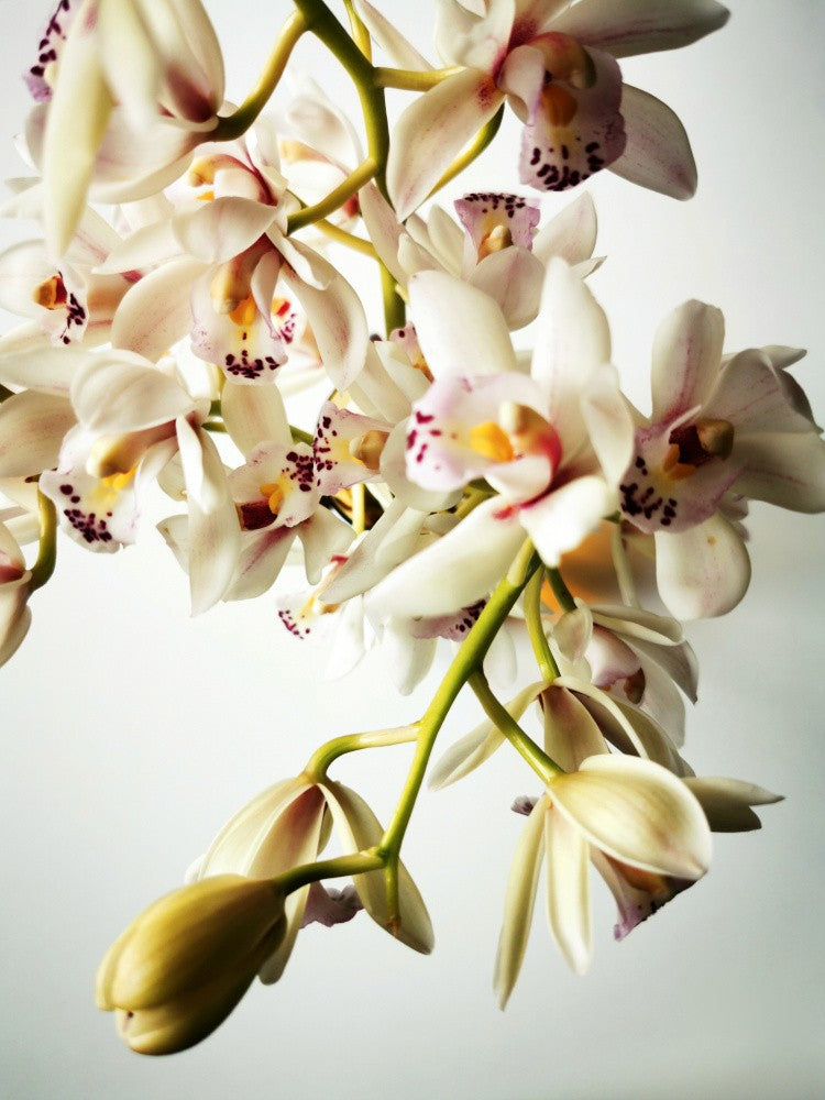 Tiny Orchids