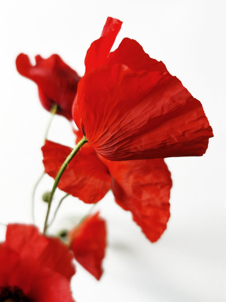 Poppies