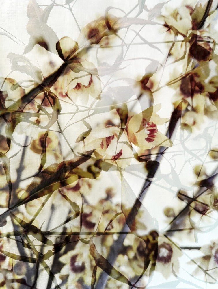 Calicanthus