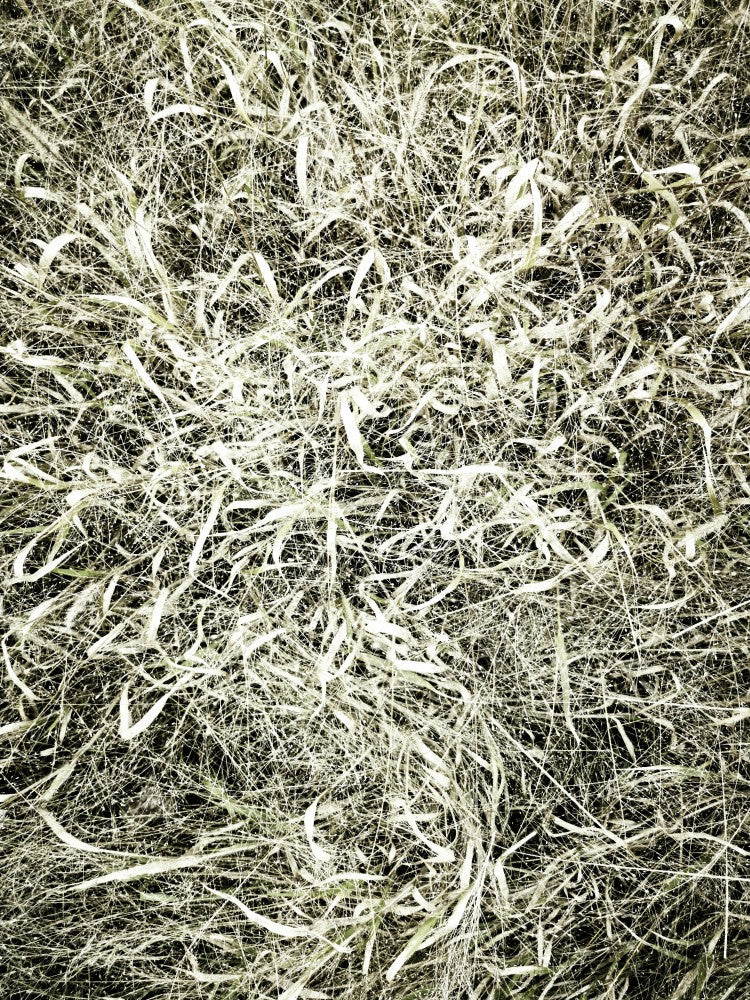 In the Grass (2)