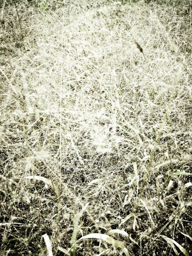 In the Grass (1)