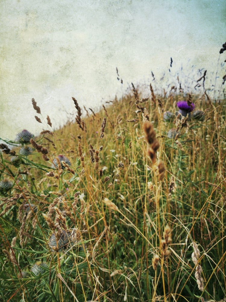 Mountain Wildflowers