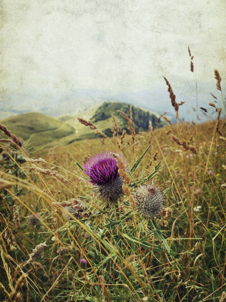 Mountain Thistle