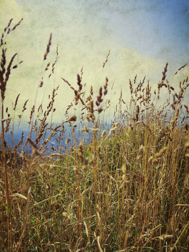 Mountain Grass