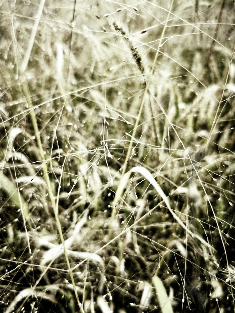 In the Grass (3)