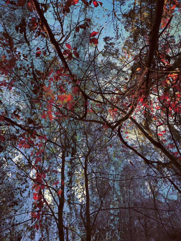 Scarlet and Snow