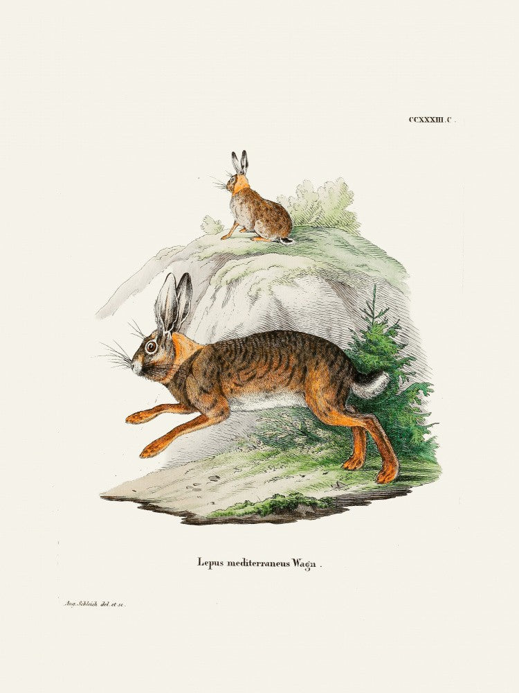 Cape Hare  By Johann Christian Daniel Von Schreber.