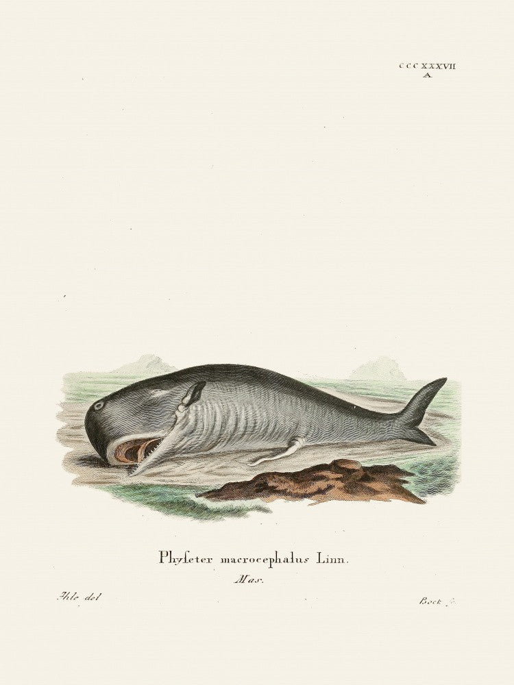Sperm Whalejohann Andreas Wagener and Johann Christian Daniel Von Schreber.