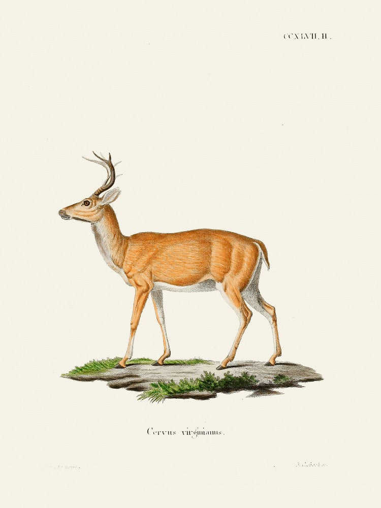 Virginian Deer By Johann Christian Daniel Von Schreber. Copy