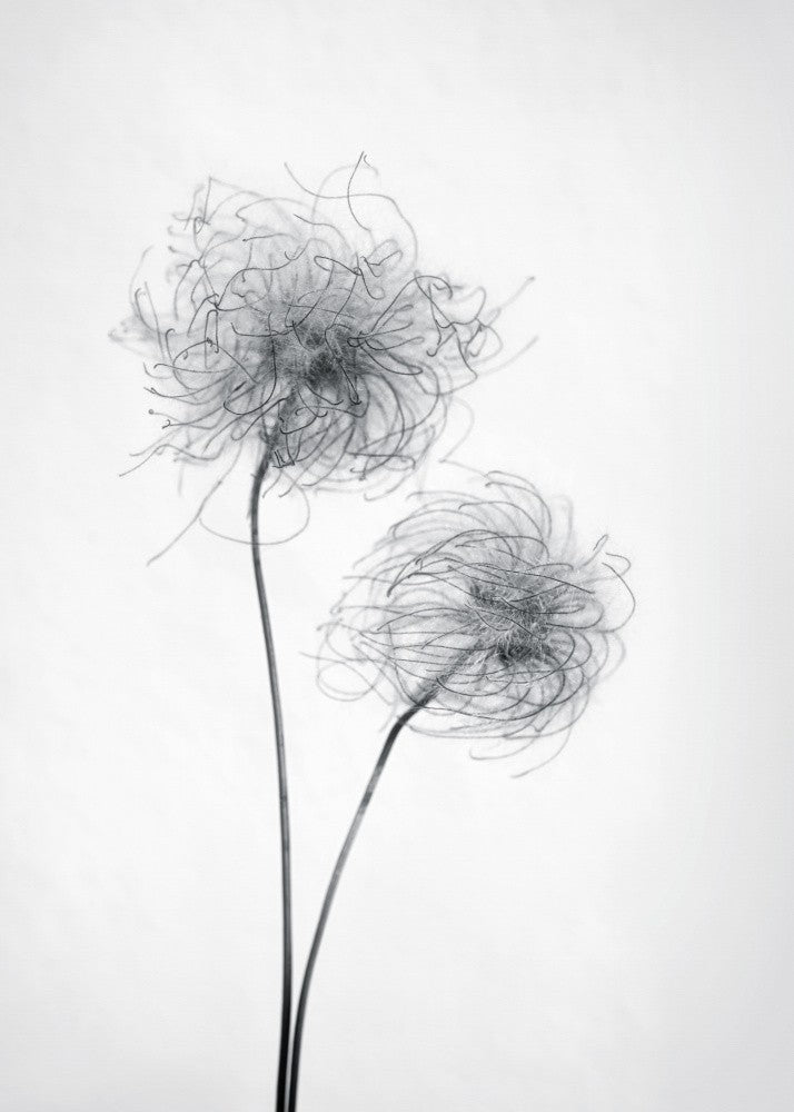 Seed heads