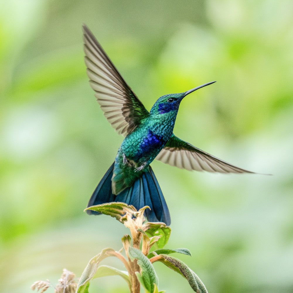 Poised for Flight
